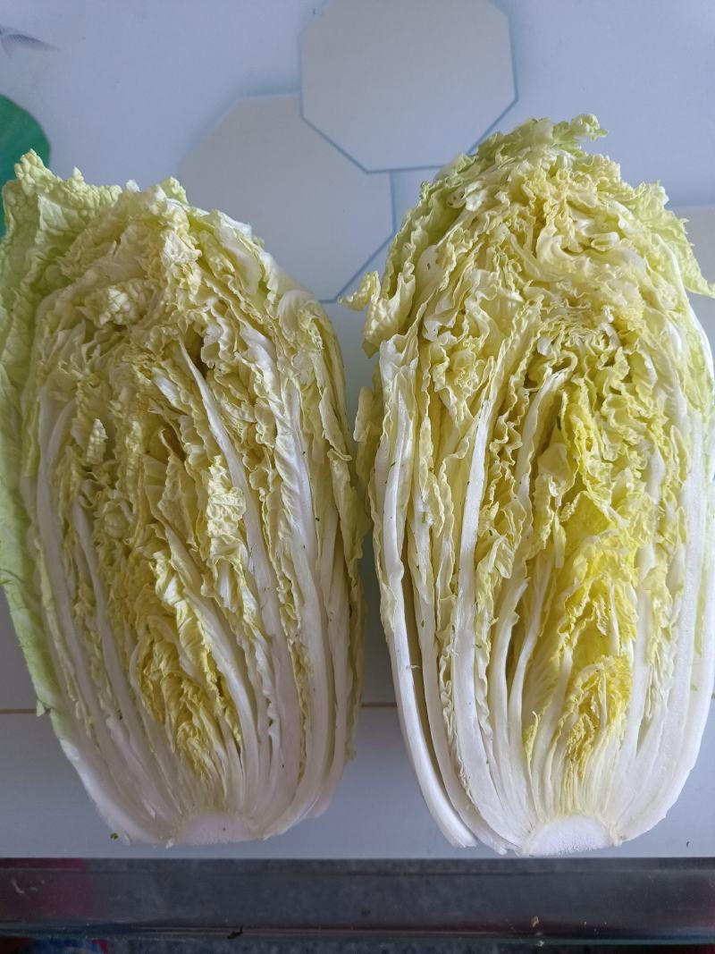 黄心白菜大量供应质优价廉欢迎各位客商光临