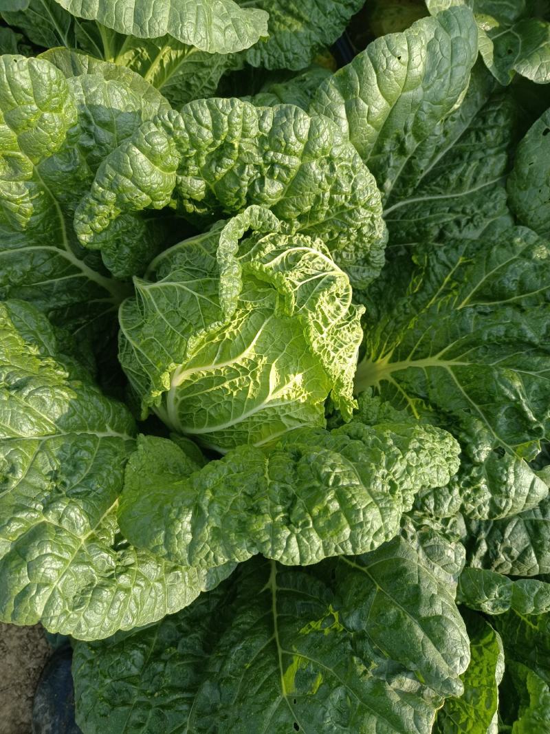 黄心白菜大量供应质优价廉欢迎各位客商光临