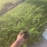 大量七斤袋满天星出售