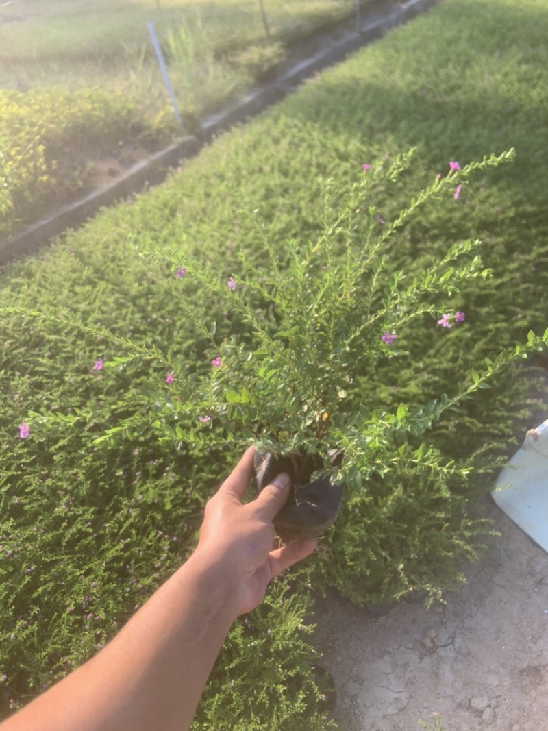 大量七斤袋满天星出售