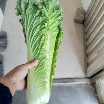 青麻叶大白菜大量上市