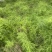 大天冬种苗批发优质高产四川基地直销