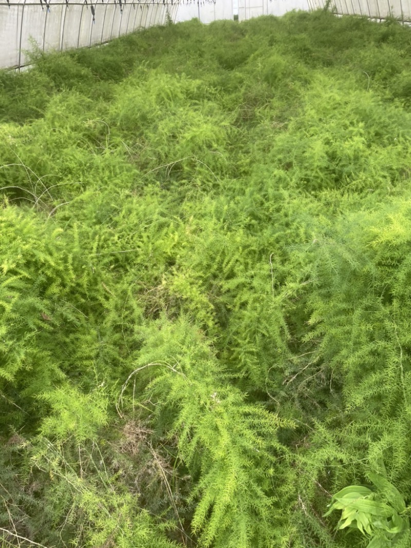 大天冬种苗批发优质高产四川基地直销