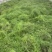大天冬种苗批发优质高产四川基地直销