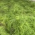 大天冬种苗批发优质高产四川基地直销
