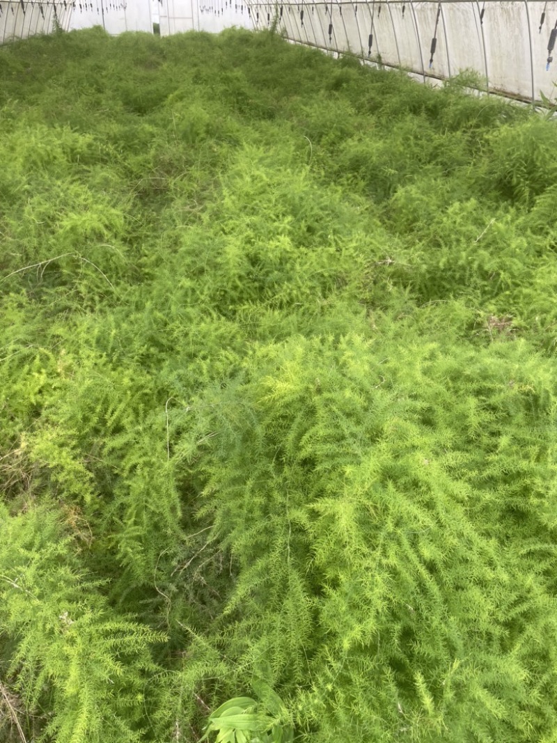 大天冬种苗批发优质高产四川基地直销
