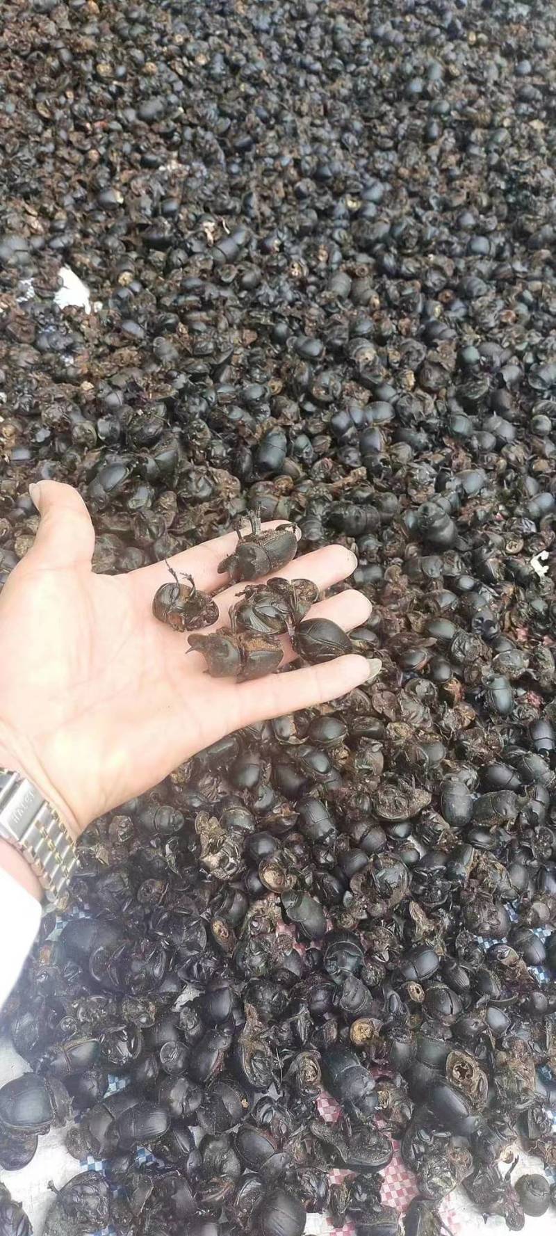 手上有现货