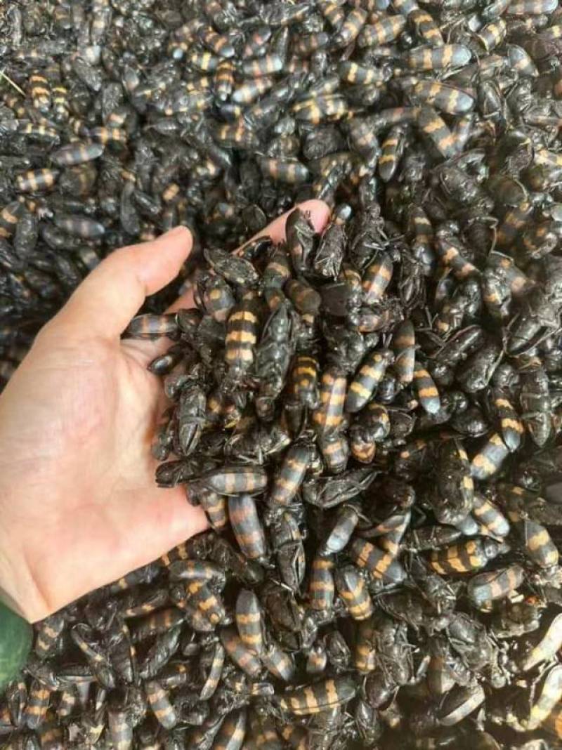 手上有现货