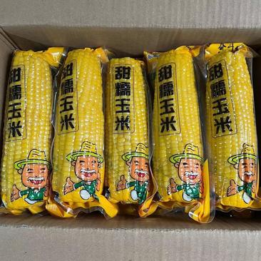 【10棒】东北糯玉米黄糯玉米真空包装糯玉米新鲜粘糯玉米