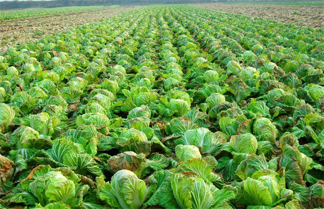 白花菜花与传统农具的结合展示