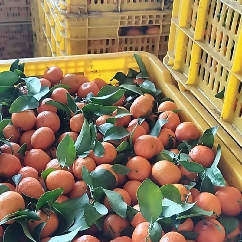 金秋沙糖桔二级果大量上市，需要的老板提前一两天预订，谢谢