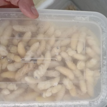 蜂蛹山东优质大蜂蛹，生货大量供应品质保障可视频看货