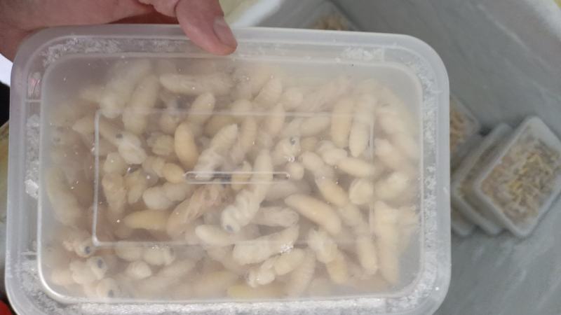 蜂蛹山东优质大蜂蛹，生货大量供应品质保障可视频看货