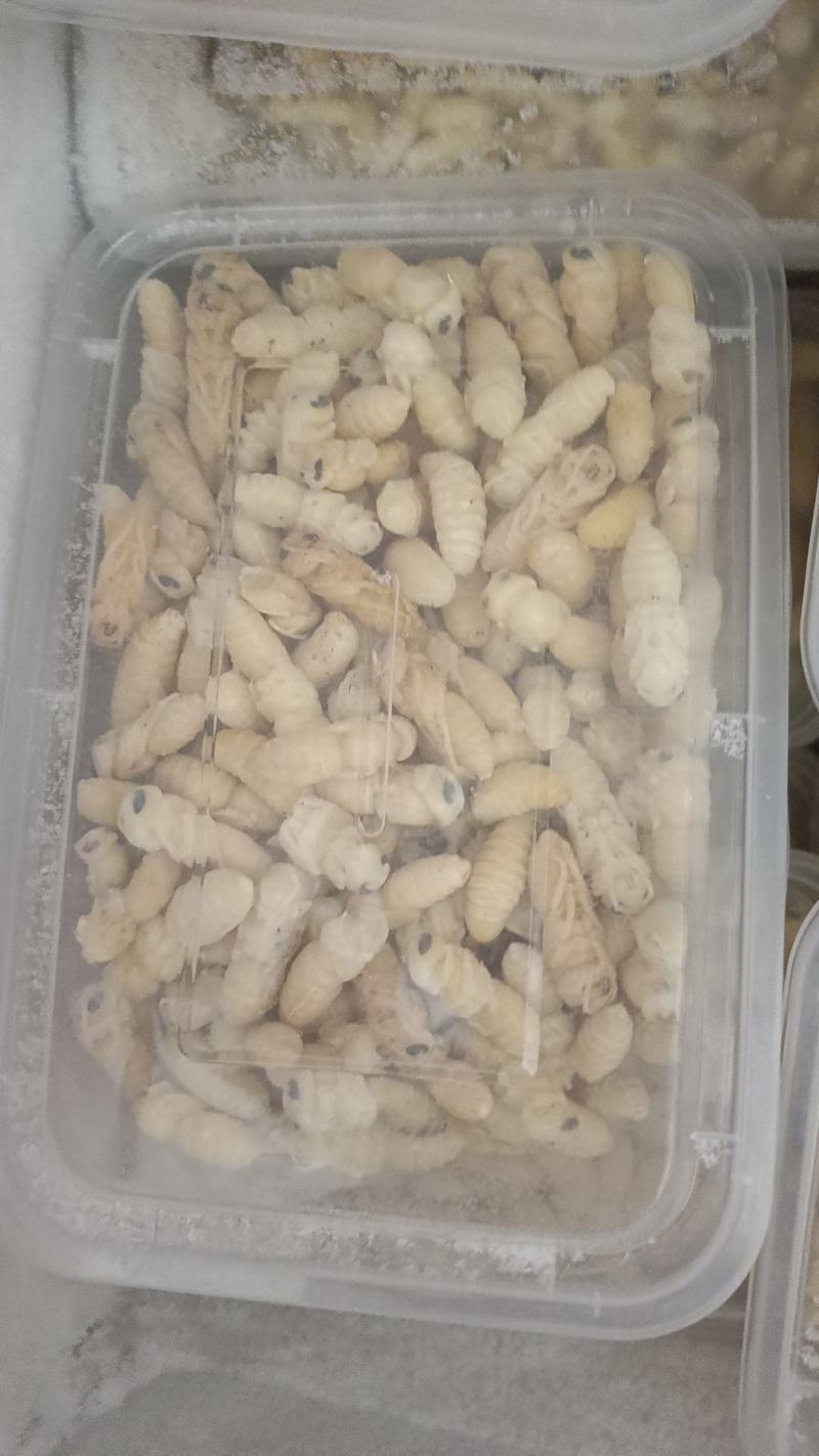 蜂蛹山东优质大蜂蛹，生货大量供应品质保障可视频看货