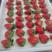 丹东草莓99，红颜99草莓，大量供应，诚信牛商精选