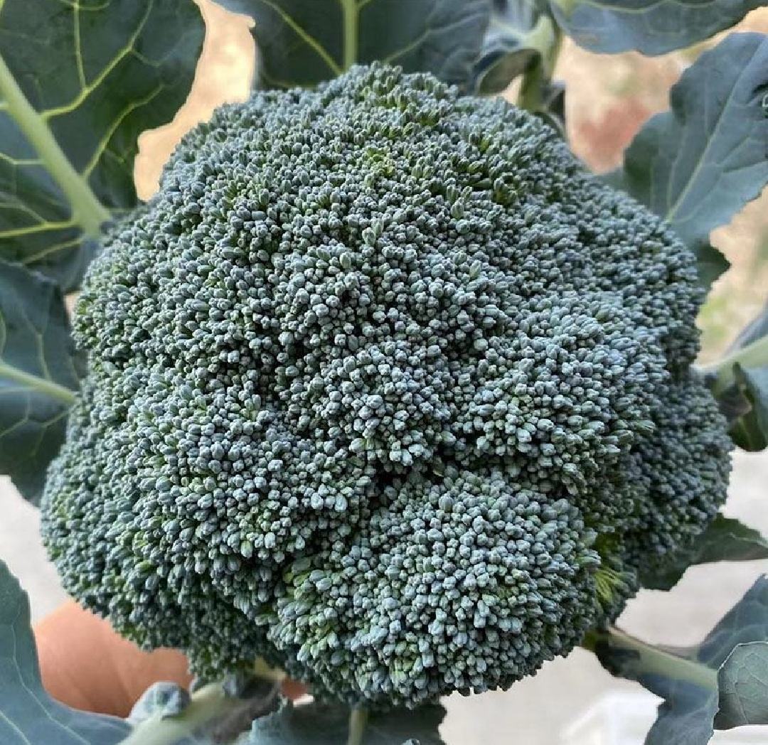 西兰花与青花菜对比图