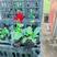 三色堇，角堇，小兔子堇，花期长颜色多，基地直发