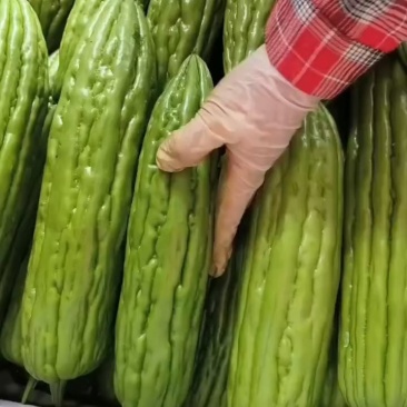 【精品货源】绿油苦瓜，一手代办货源，诚信经营，产地直发