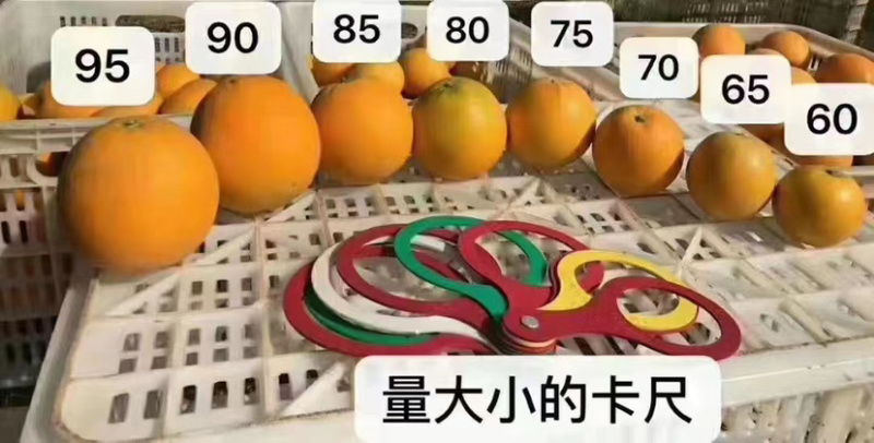 江西赣南脐橙，产地直发，品质保证支持视频看货