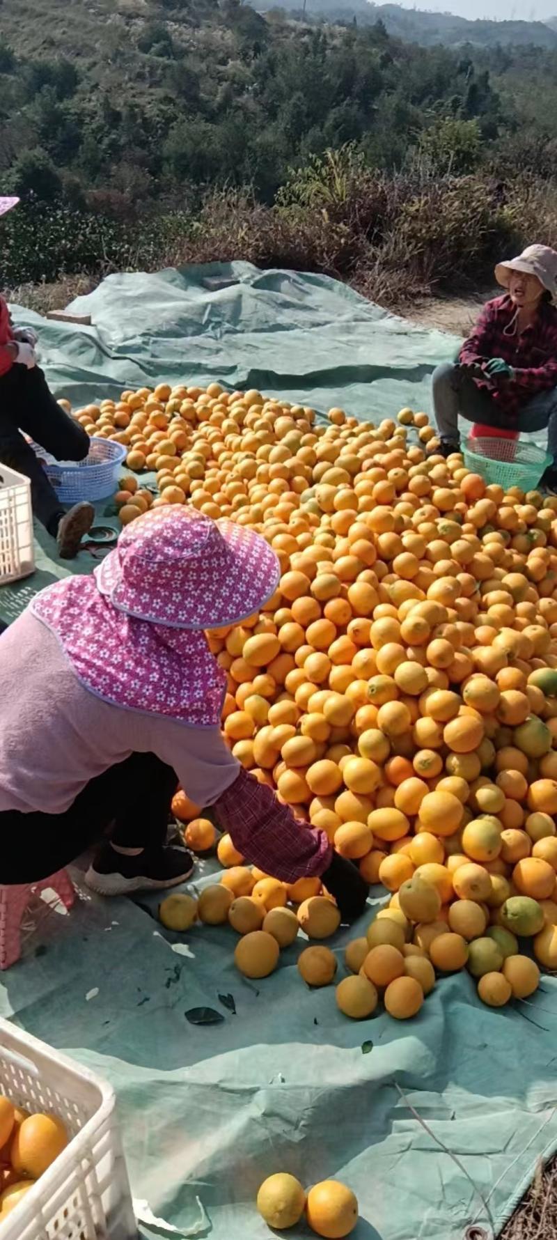 江西赣南脐橙，产地直发，品质保证支持视频看货