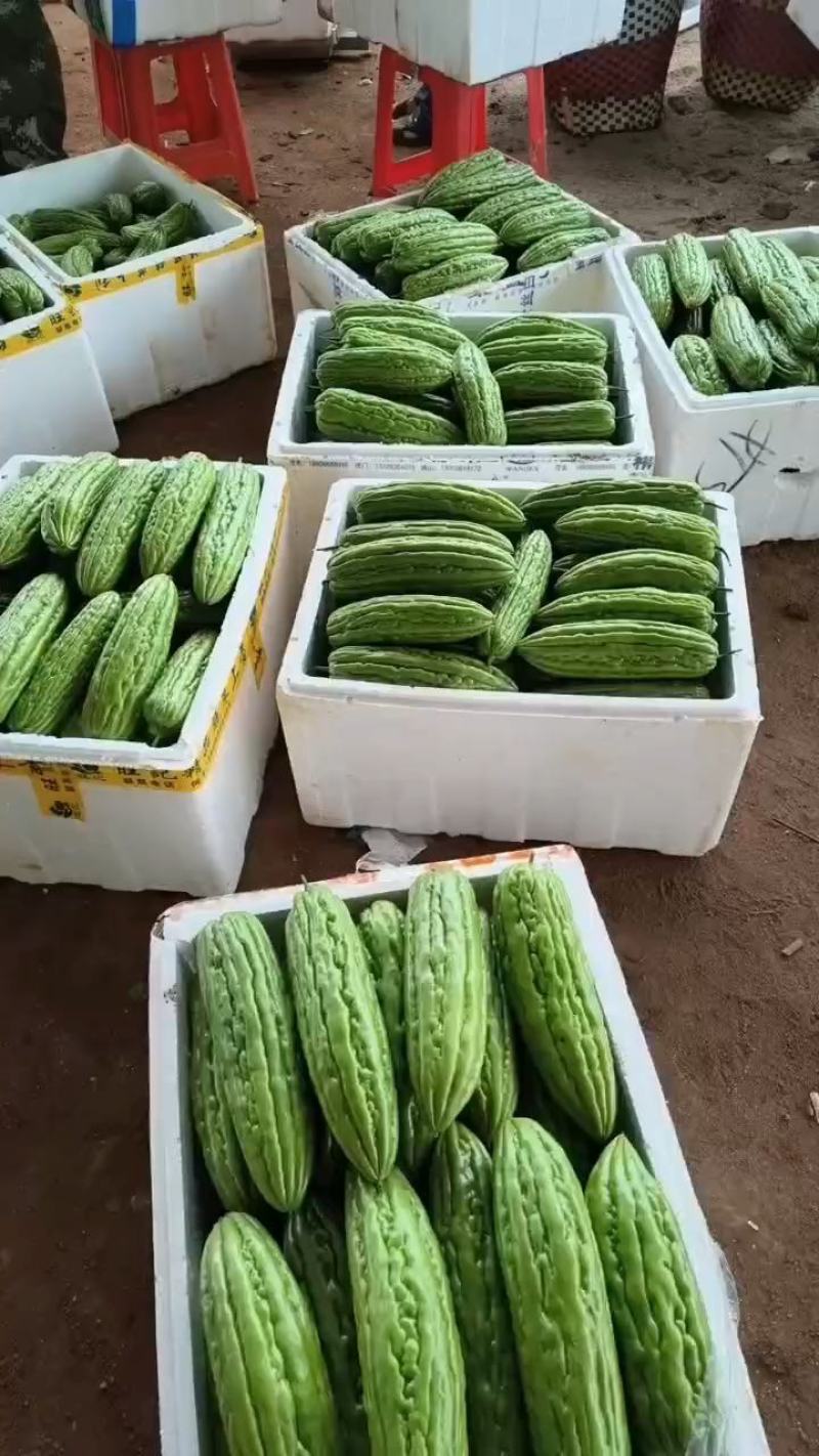 【精品货源】绿油苦瓜，一手代办货源，诚信经营，产地直发