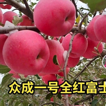 众城一号苹果苗，苹果苗品种介召保质保量欢迎致电