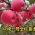 众城一号苹果苗，苹果苗品种介召保质保量欢迎致电