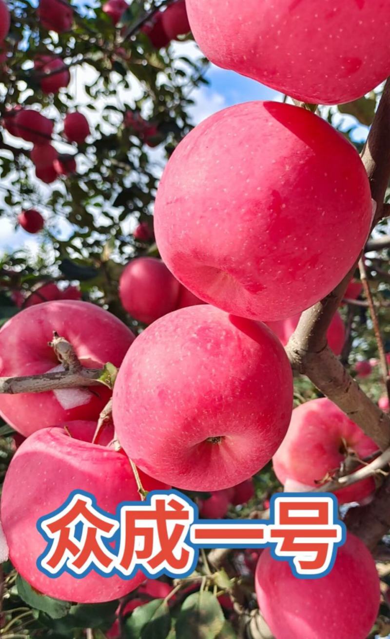 众城一号苹果苗，苹果苗品种介召保质保量欢迎致电