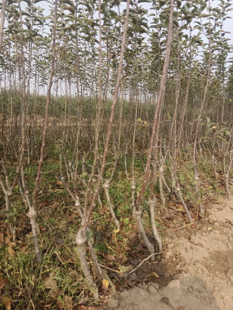 众城一号苹果苗，苹果苗品种介召保质保量欢迎致电