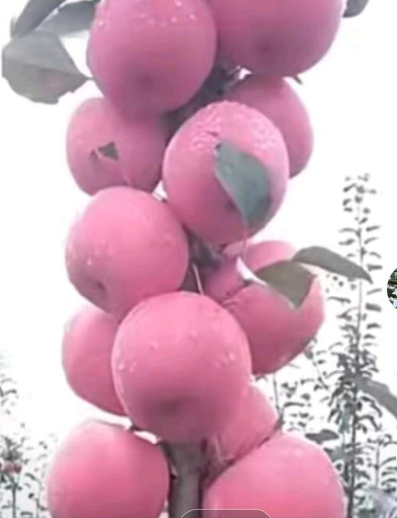 众城一号苹果苗，苹果苗品种介召保质保量欢迎致电