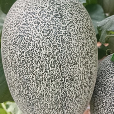 北海西周蜜25号大量上市，又甜又脆，欢迎订购！