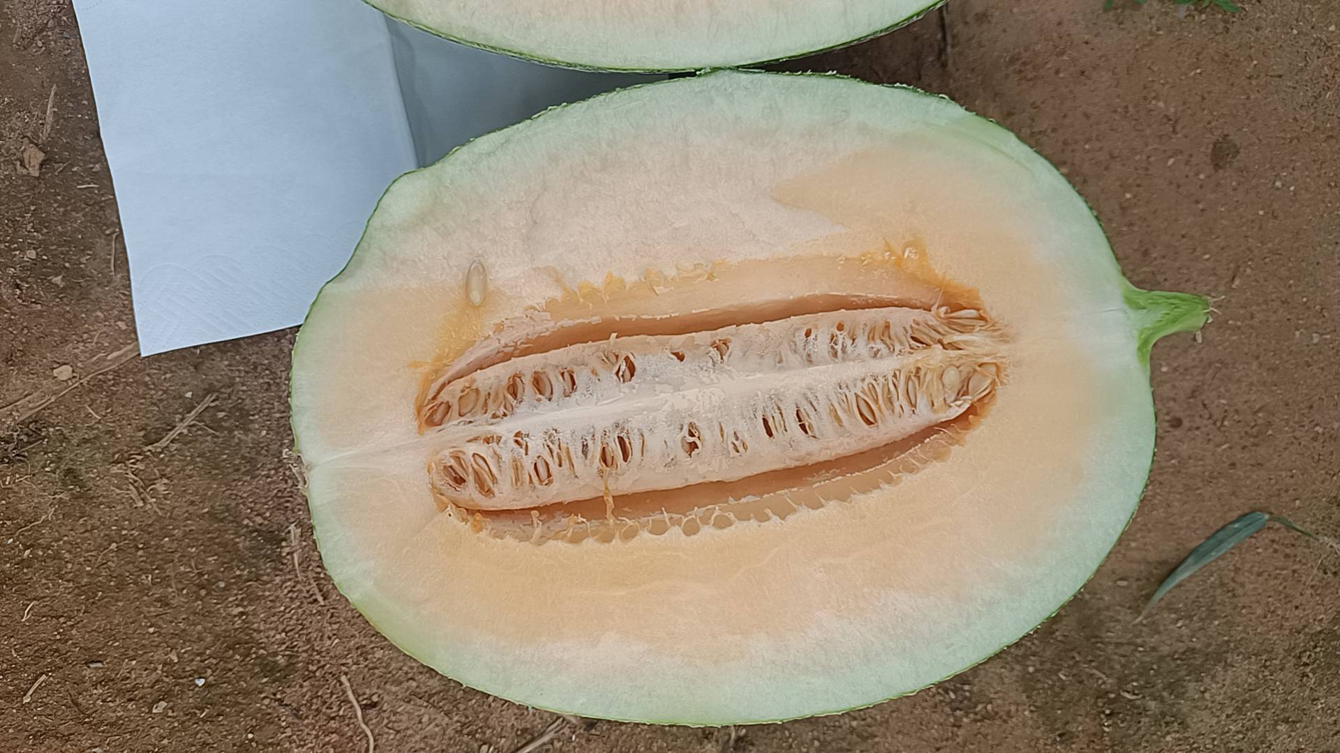 西州蜜瓜切片展示图