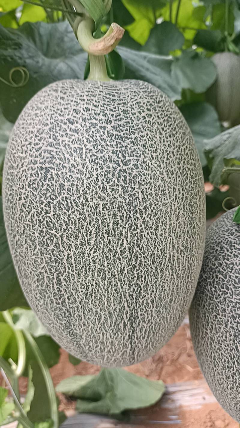 北海西周蜜25号大量上市，又甜又脆，欢迎订购！