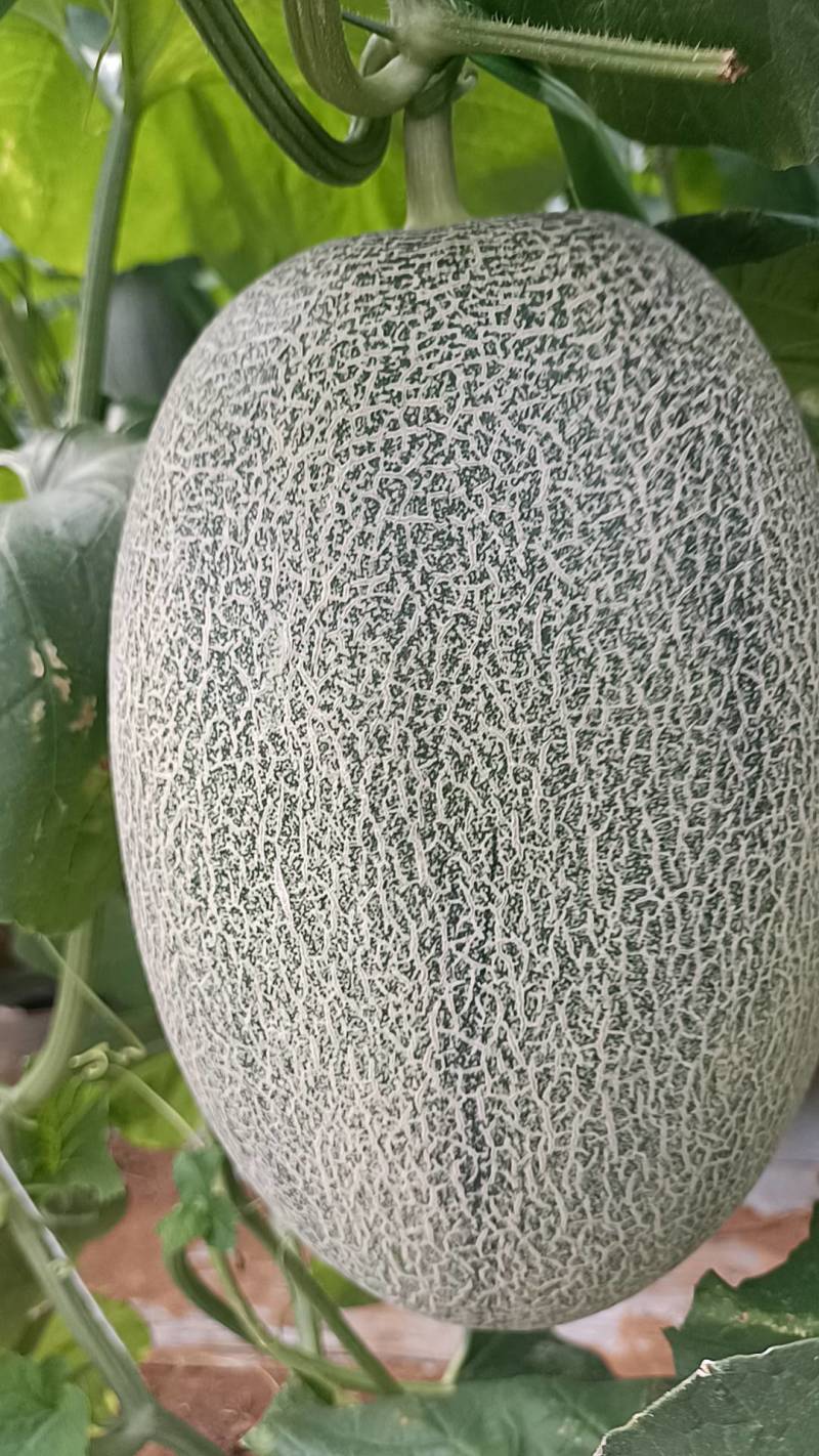 北海西周蜜25号大量上市，又甜又脆，欢迎订购！