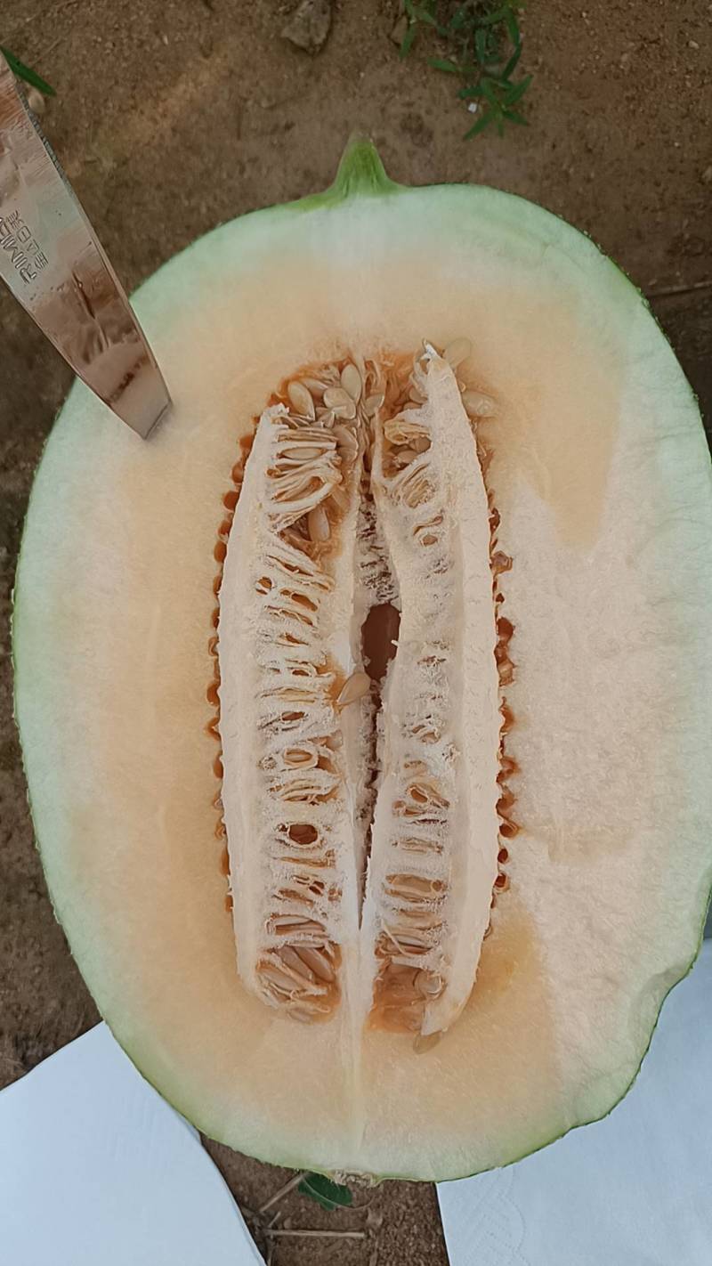 北海西周蜜25号大量上市，又甜又脆，欢迎订购！