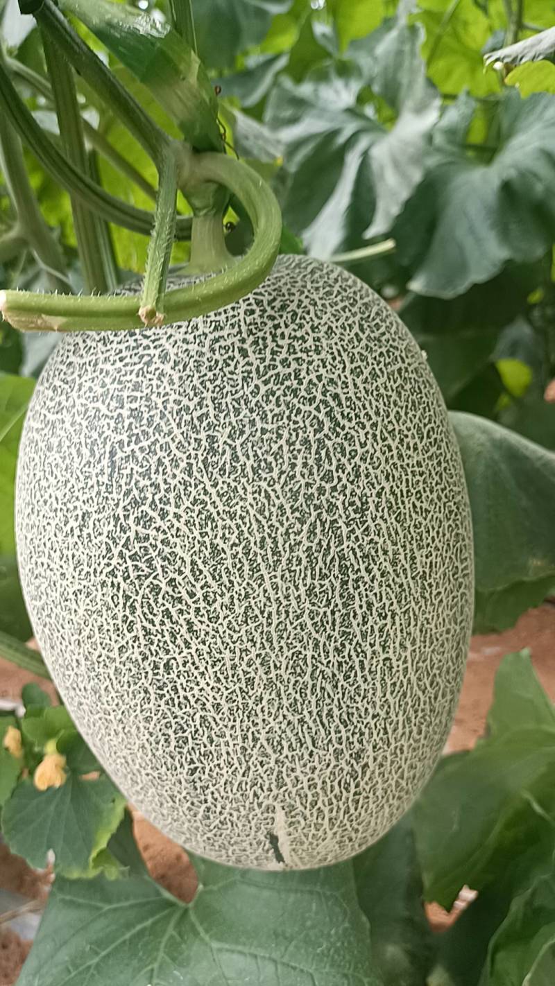 北海西周蜜25号大量上市，又甜又脆，欢迎订购！