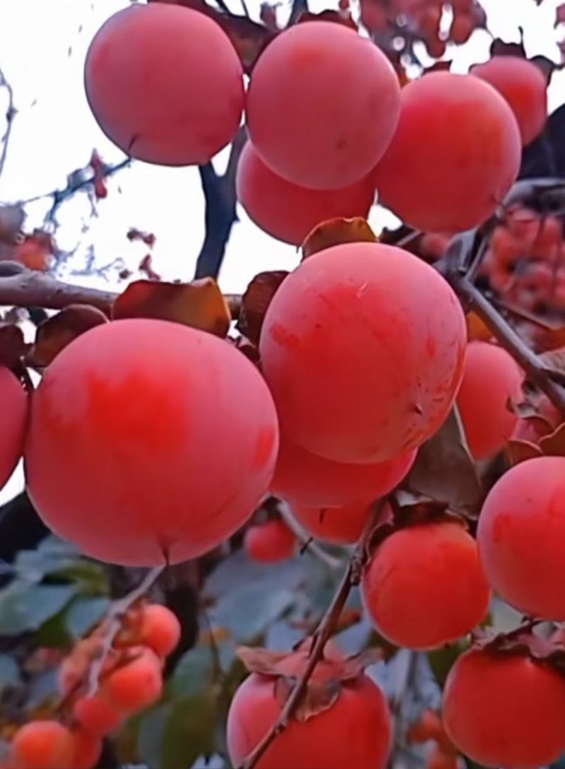 众城一号苹果苗，苹果苗品种介召保质保量欢迎致电