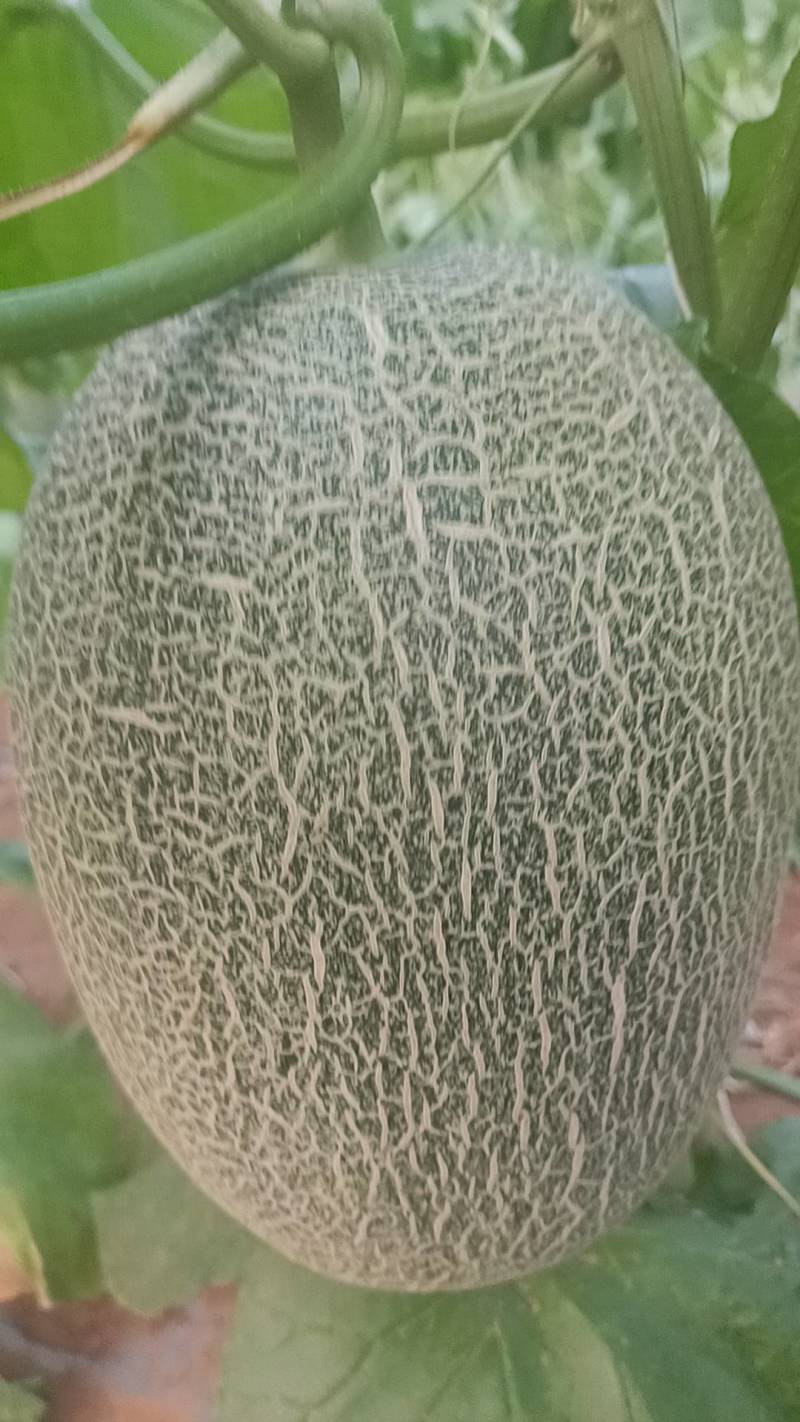 北海西周蜜25号大量上市，又甜又脆，欢迎订购！
