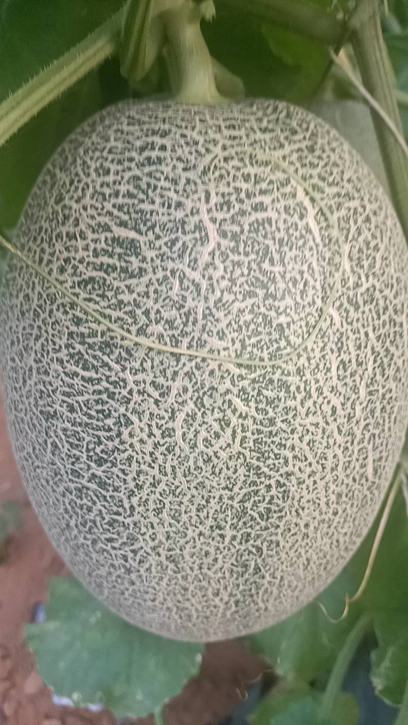 北海西周蜜25号大量上市，又甜又脆，欢迎订购！
