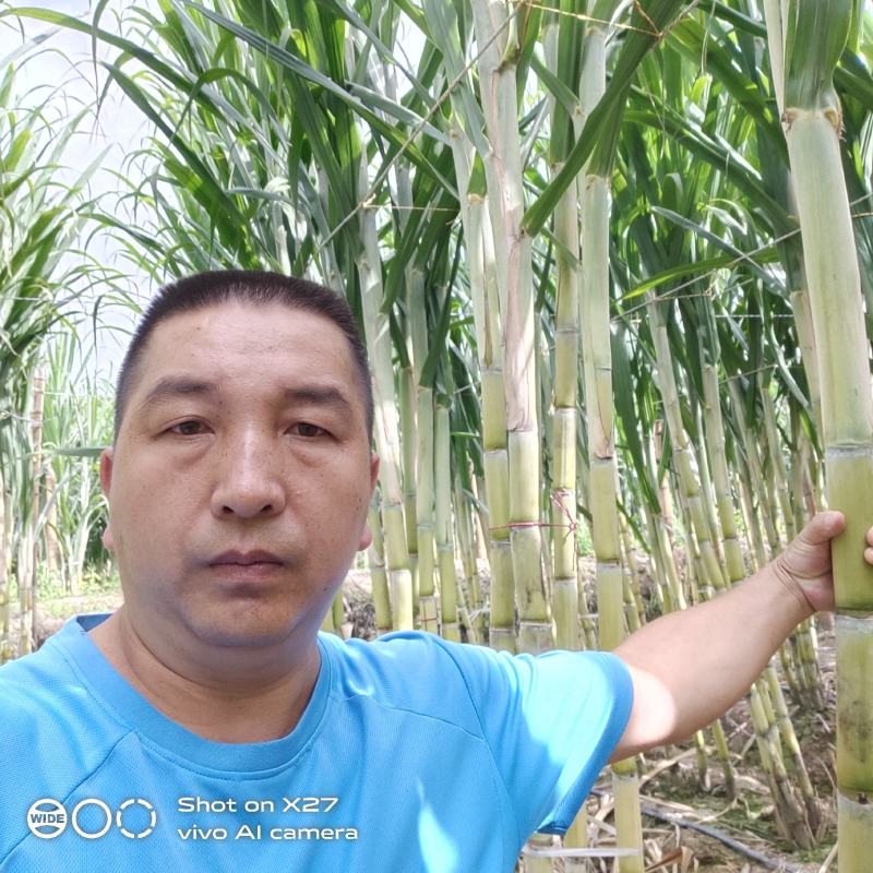 优质甘蔗云南产地精品甘蔗直供全国客商价格优惠欢迎咨询