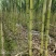 优质甘蔗云南产地精品甘蔗直供全国客商价格优惠欢迎咨询