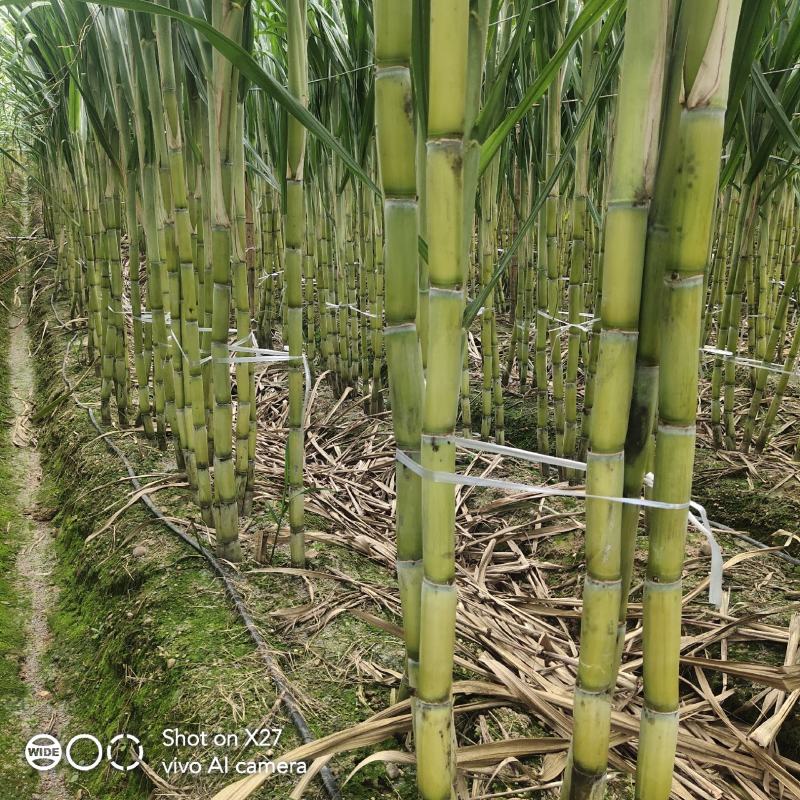 优质甘蔗云南产地精品甘蔗直供全国客商价格优惠欢迎咨询
