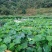 龙须菜/佛手瓜藤尖鲜嫩爽口新鲜蔬菜