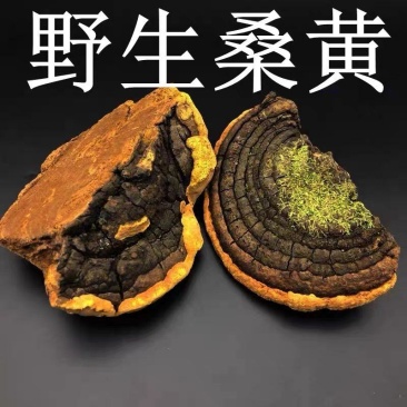 云南迪庆桑黄剃黄后500克仅限268需要可谈