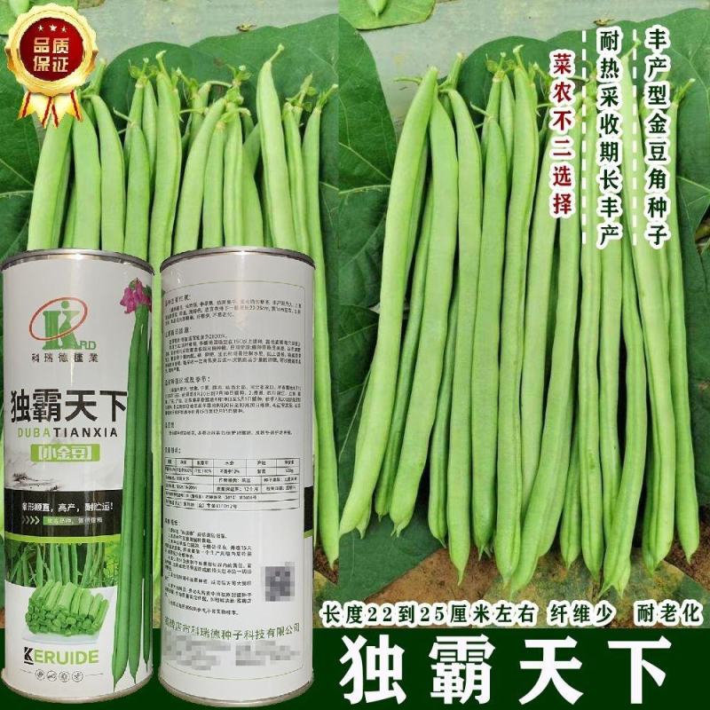 独霸天下小金豆四季豆肉厚春秋无筋豆角种子种子正品非转基因
