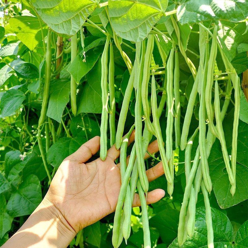 独霸天下小金豆四季豆肉厚春秋无筋豆角种子种子正品非转基因
