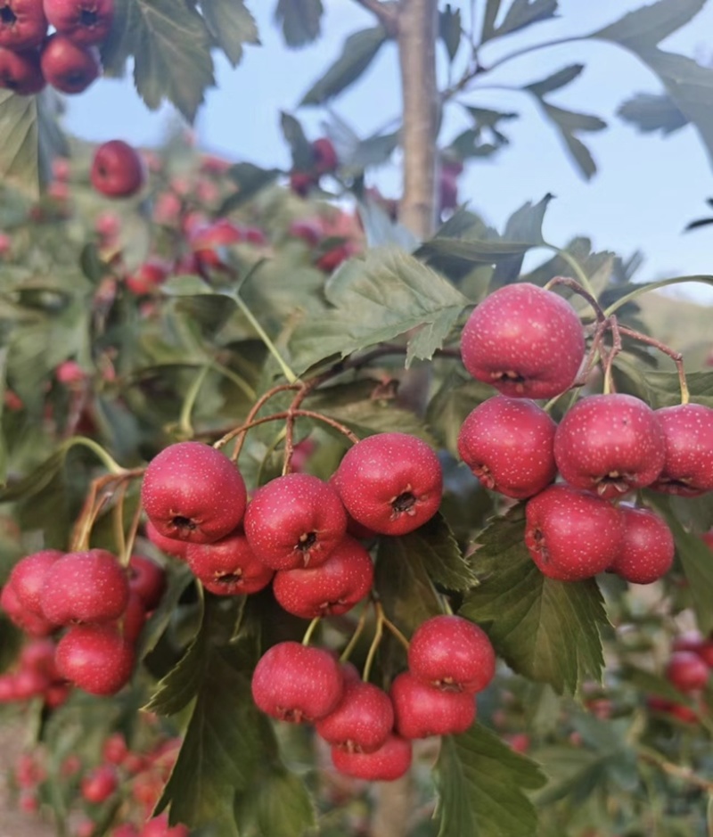 甜红子种植基地大量有货个头均匀欢迎老板来电