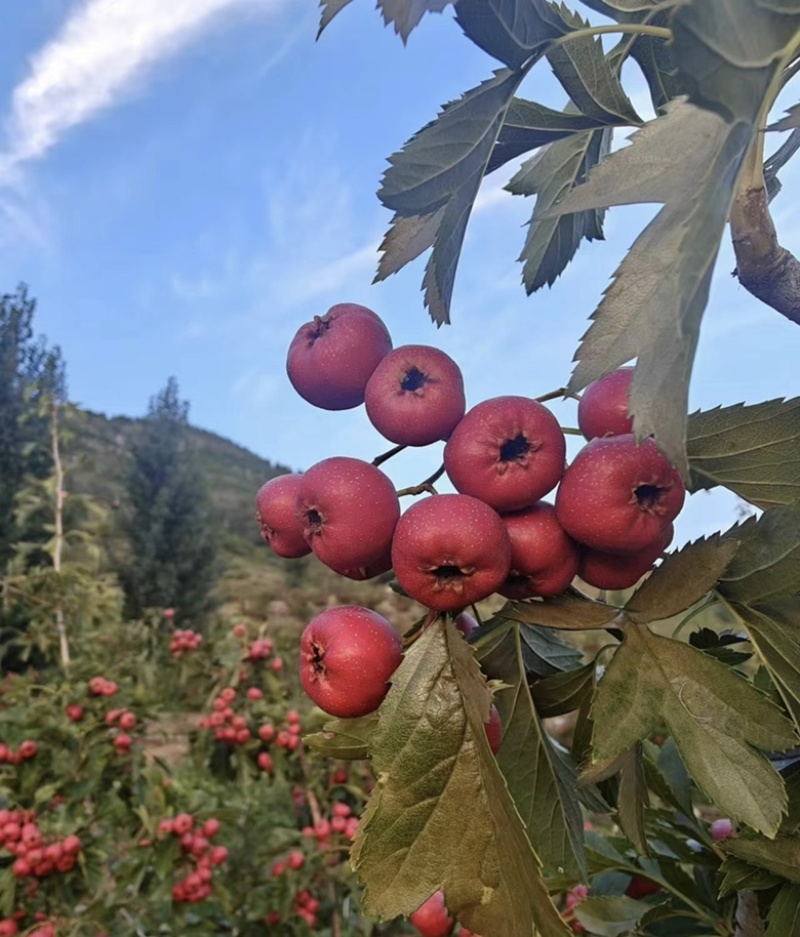 甜红子种植基地大量有货个头均匀欢迎老板来电