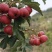 甜红子种植基地大量有货个头均匀欢迎老板来电