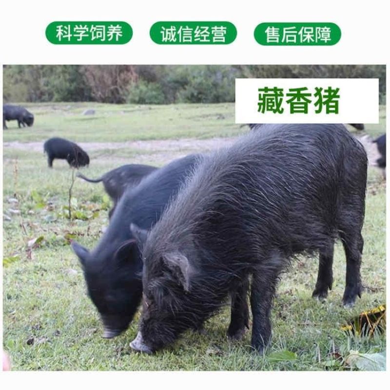 藏香猪育肥猪幼苗幼崽母猪种公猪幼崽小猪苗藏香猪